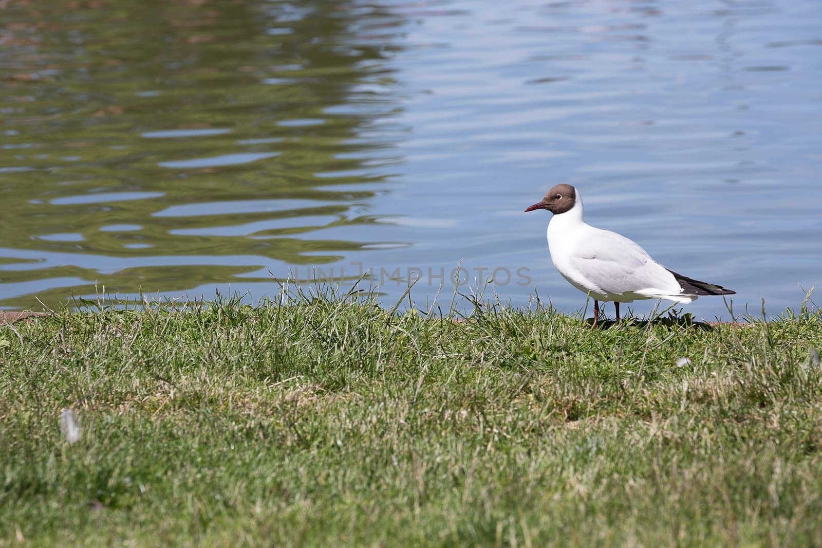 Black-headed gull in Grass by Water.