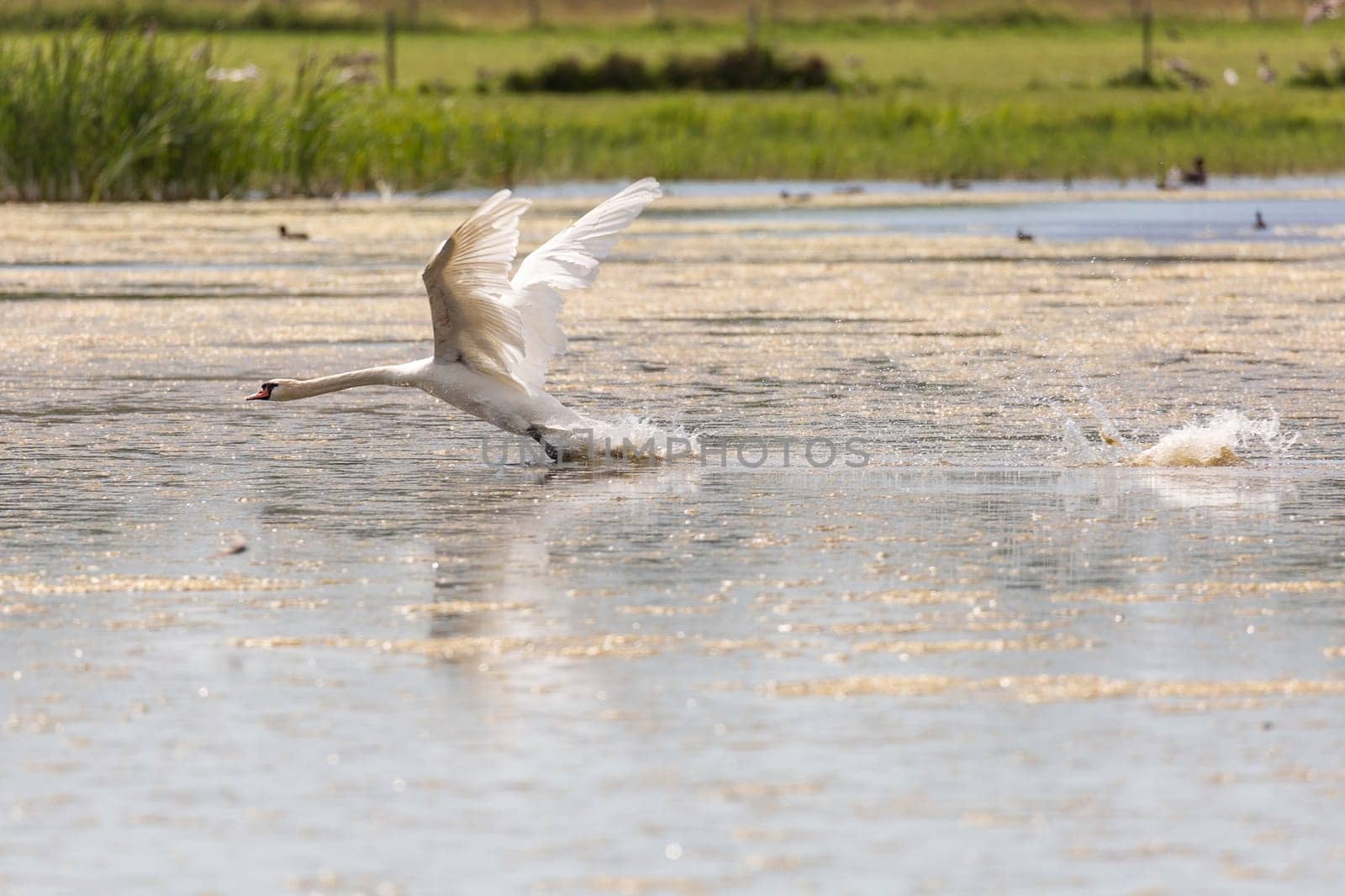 Mute Swan Taking Off in Water with grass in the background.