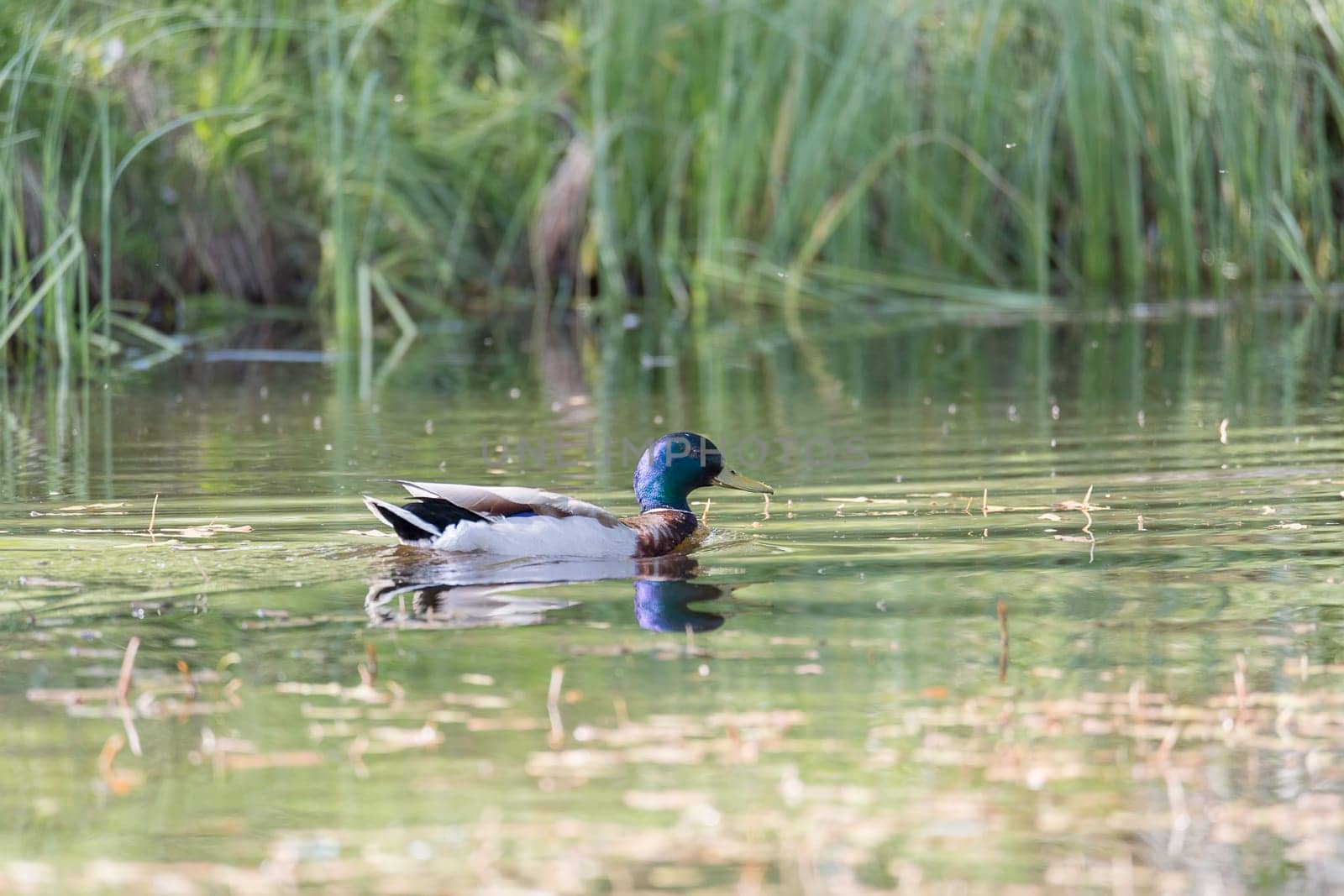 Male Mallard in Water with grass in the background.