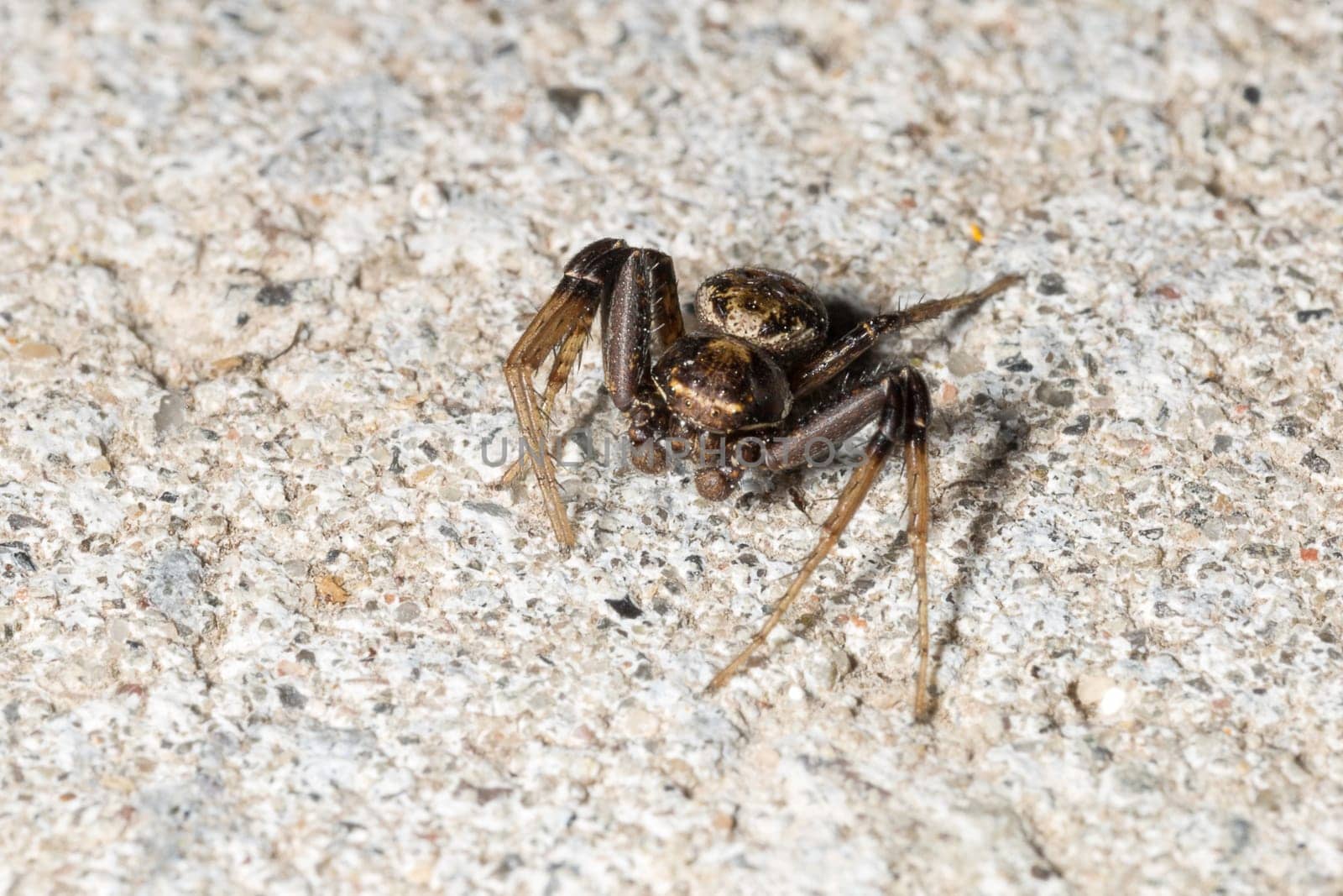 Small Spider Close Up on stone floor.