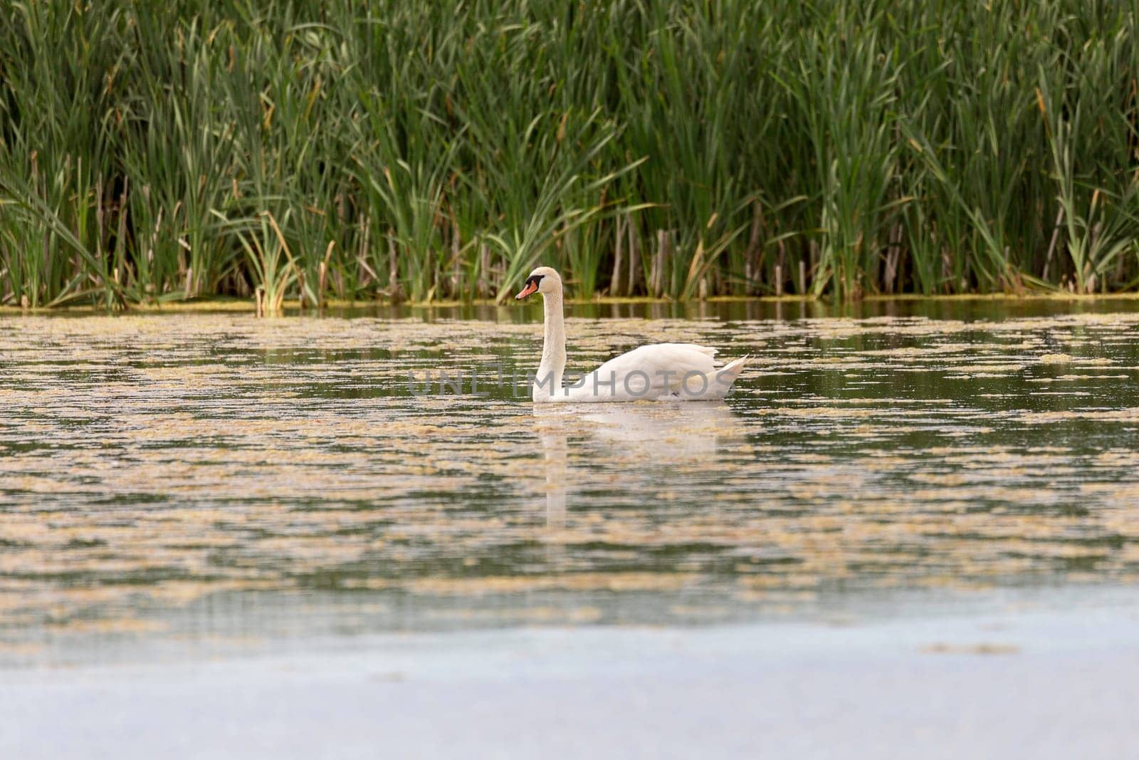 Mute Swan in Water with grass in the background.