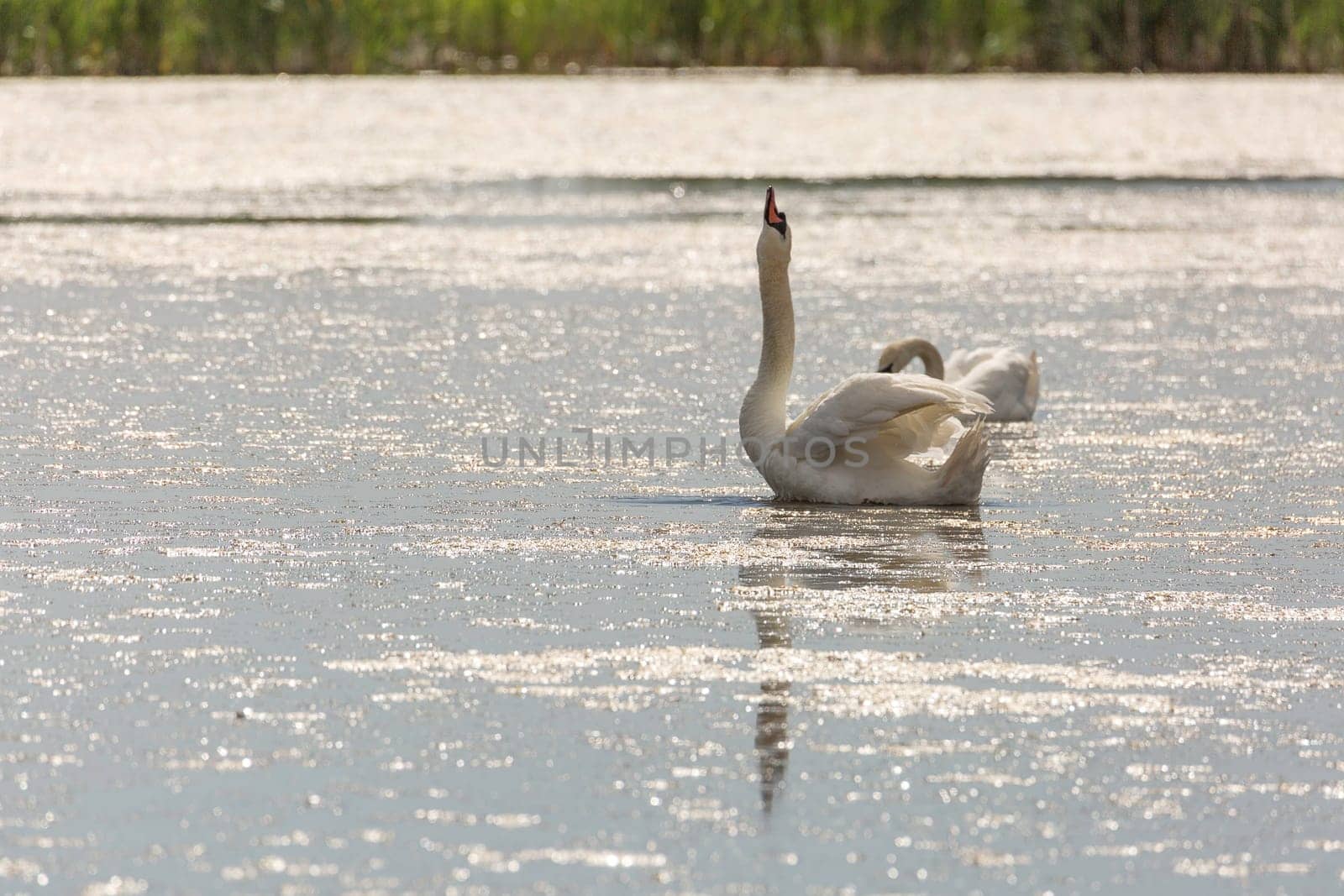 Mute Swan in Water Eating with grass in the background.