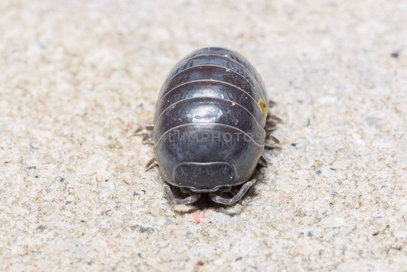 Pill Bug Extremely Close Up on stone floor.