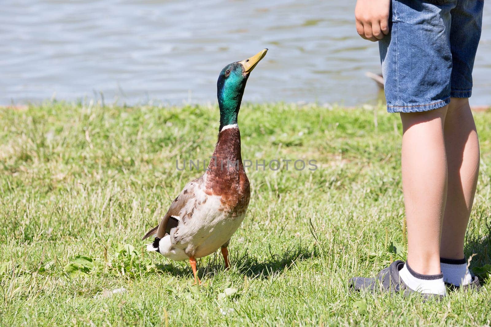 Male Mallard Begging Boy for Food.