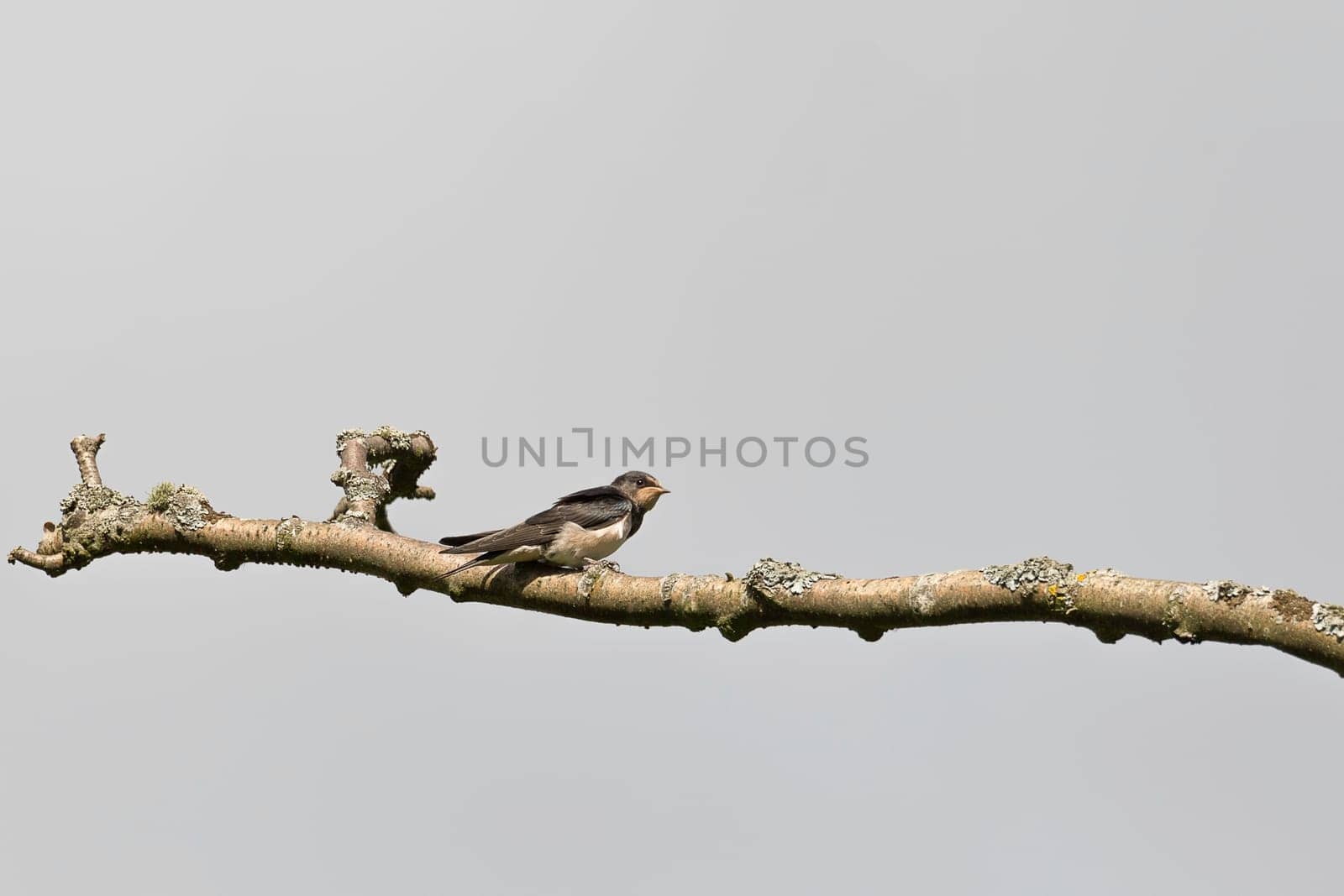 Juvenile Barn Swallow sitting on branch.