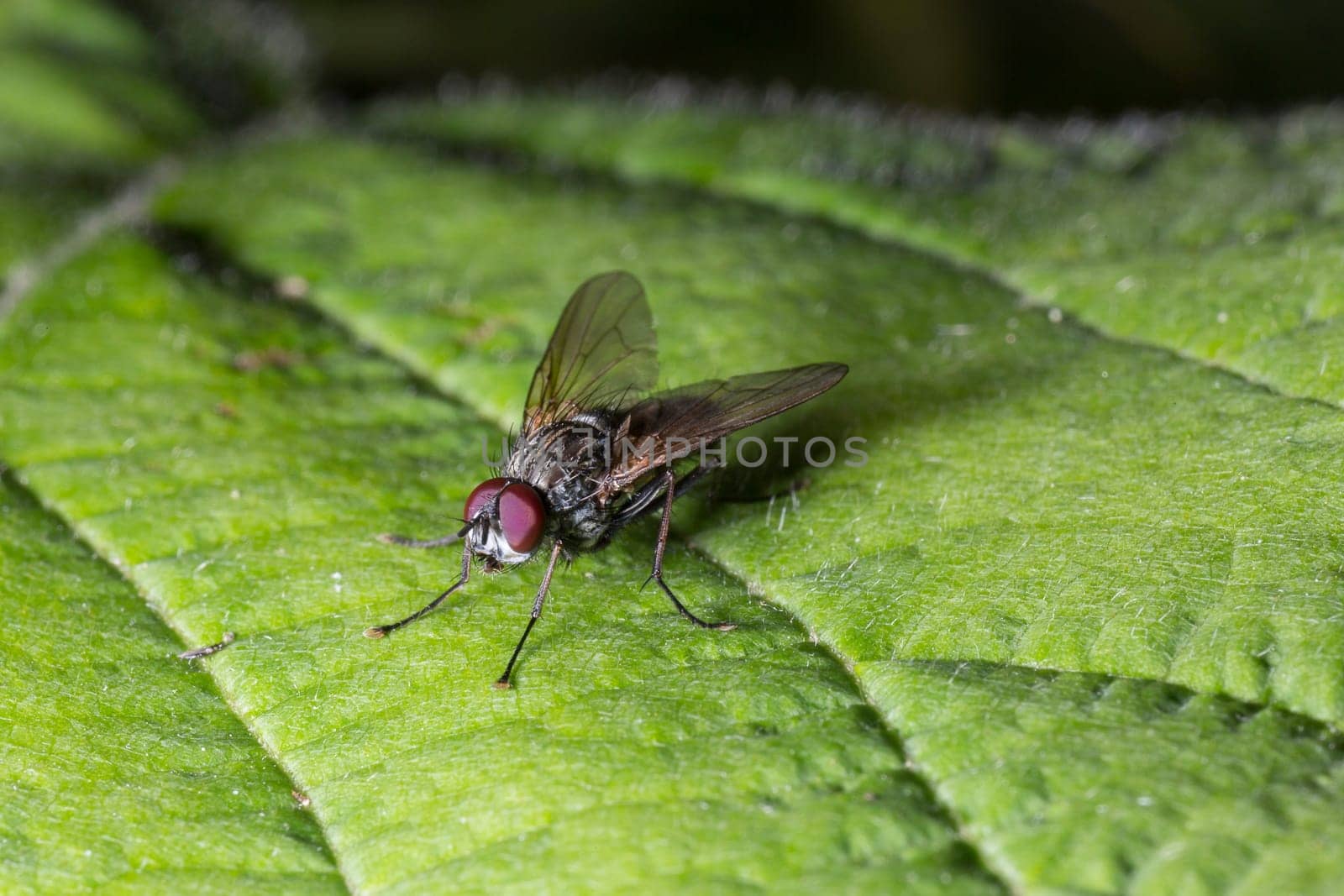 Fly on Green Leaf Close Up macro.
