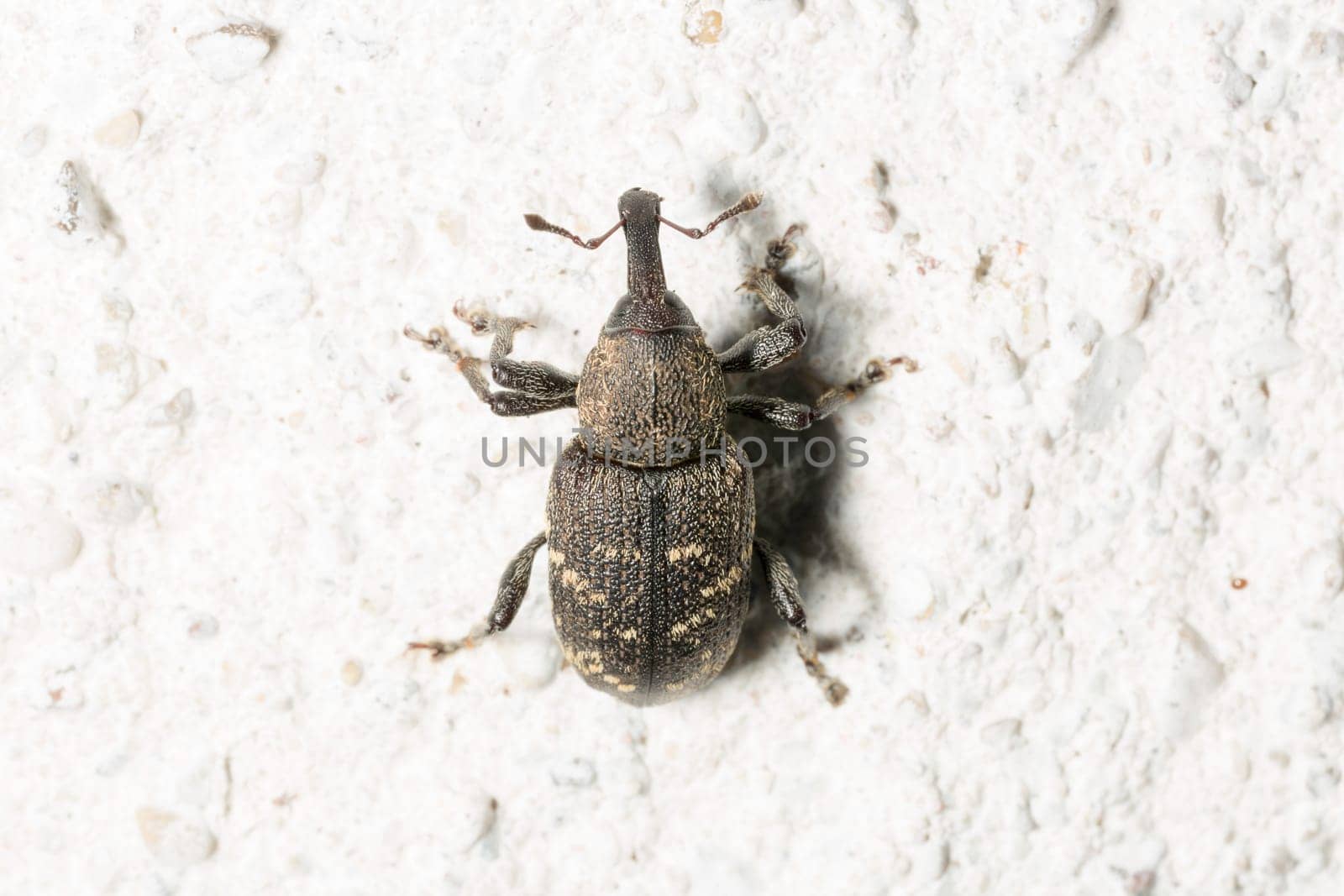 Large Pine Weevil Close Up on stone floor.