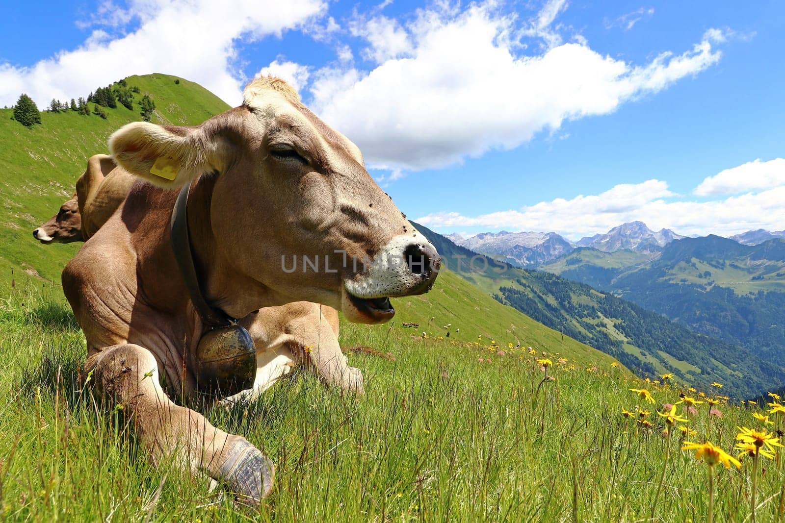 Braunvieh enjoys the summer in the mountains of Austria