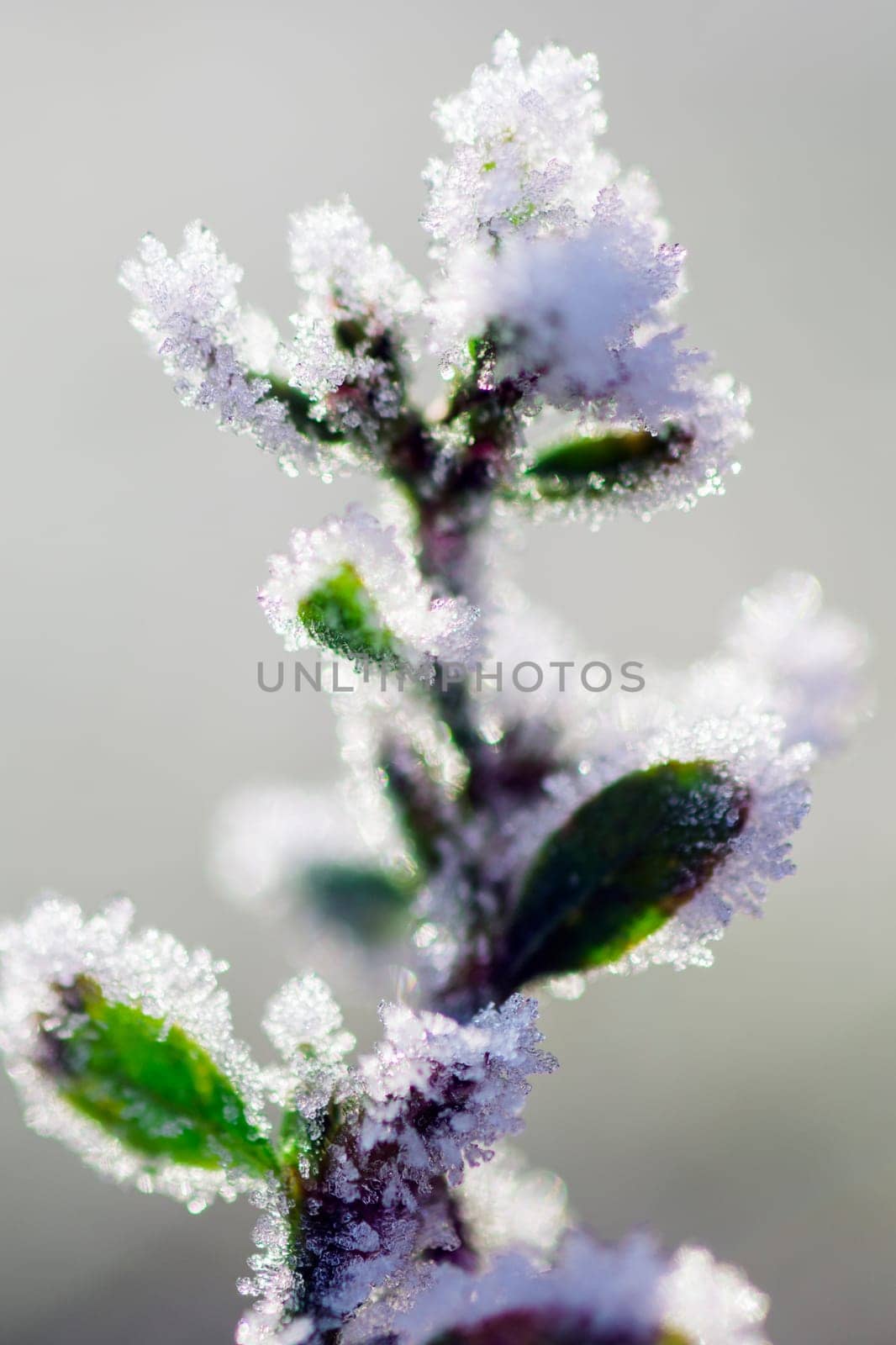 The hoar is on the plant in winter time.