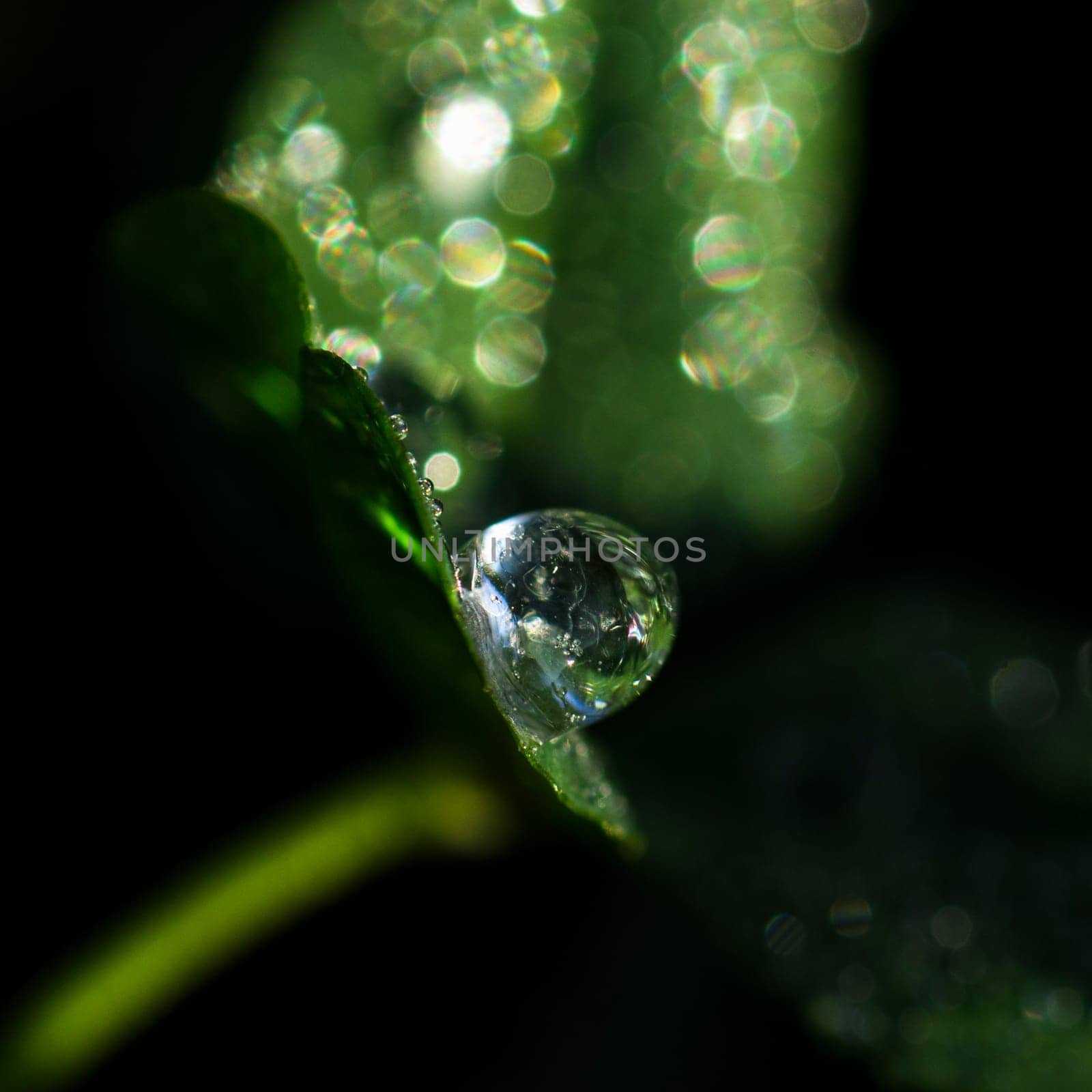 Water drop is on the leaf on black background.