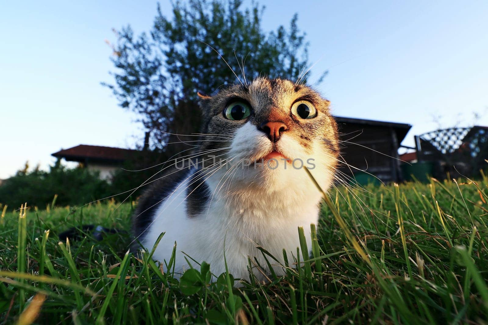 A funny cat look from big round eyes. A cat on the verge of attack