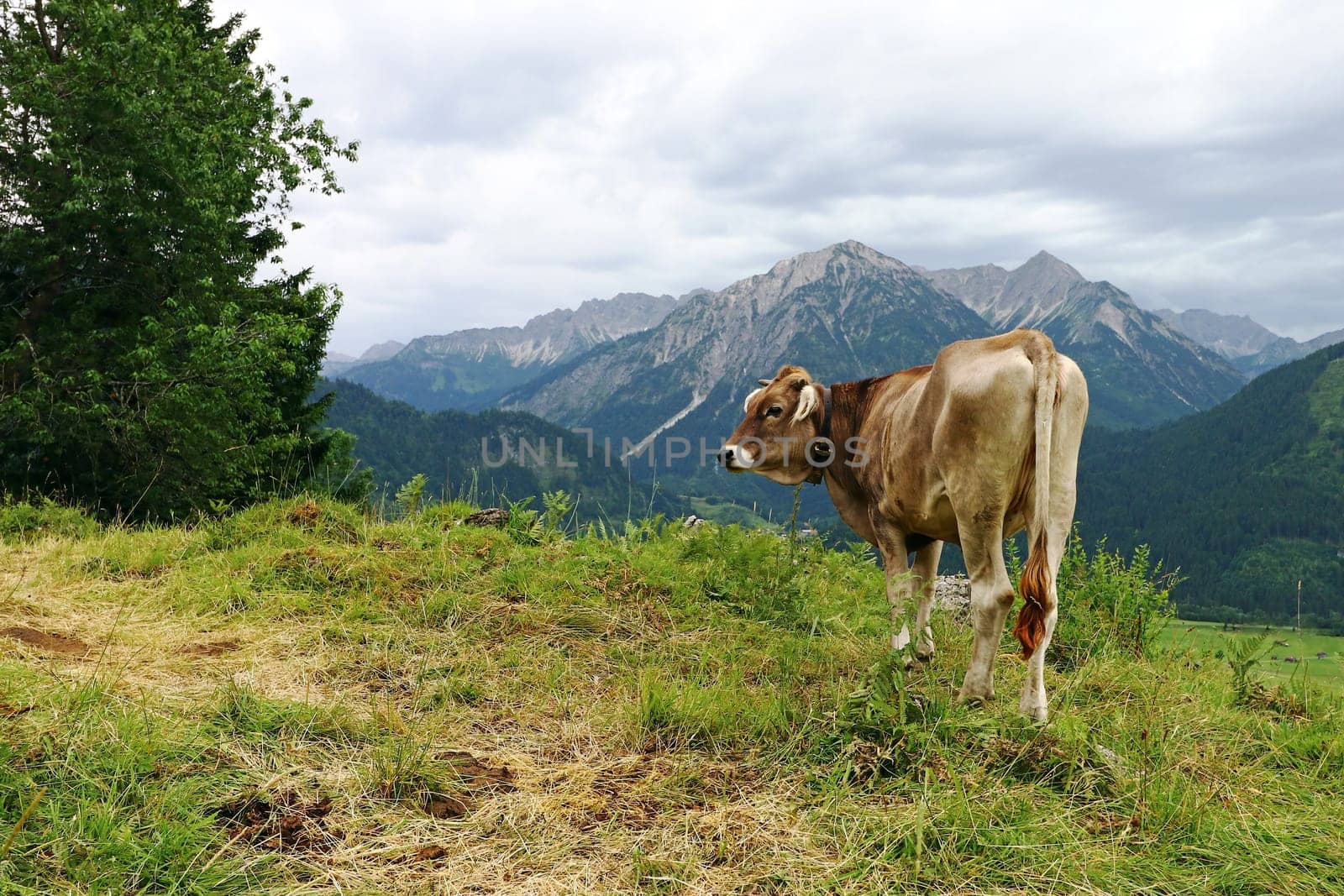 Young brown cattle in the Allgäu Alps. Brown cattle with horns in the mountains