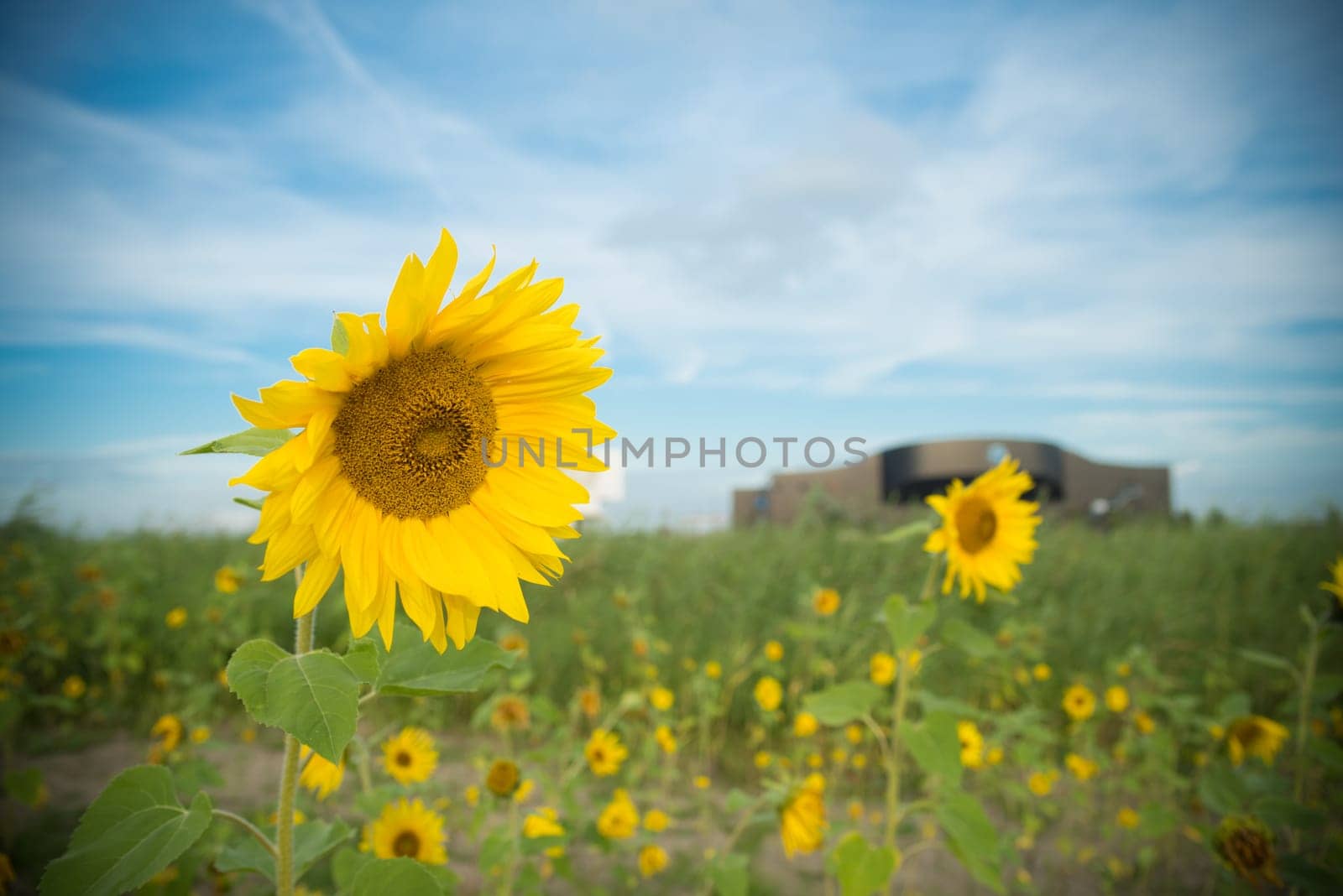 single sunflower in a small field with sunflowers