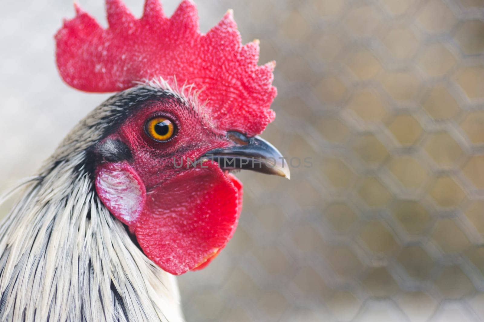 The portrait about a rooster in the cage.