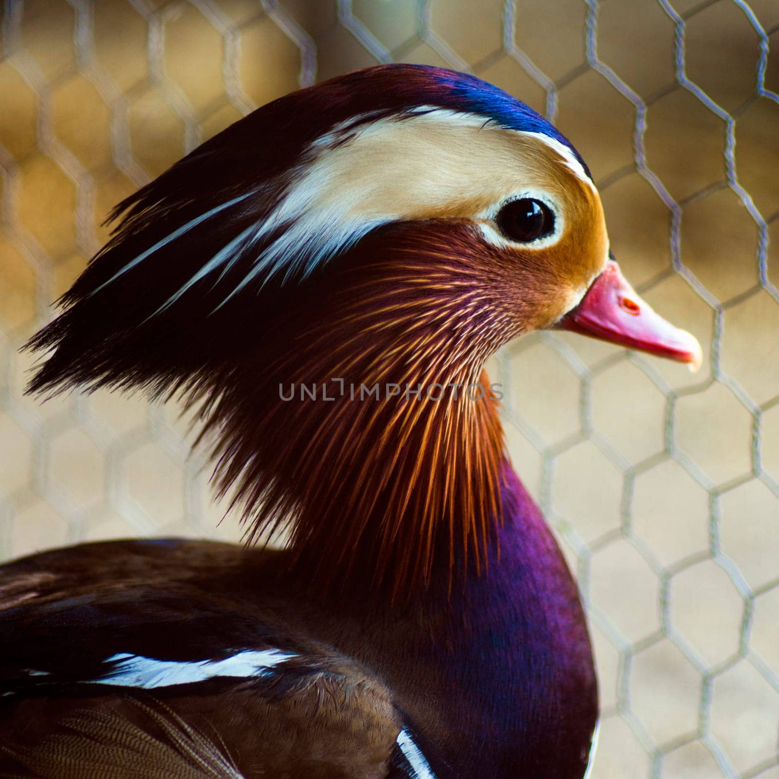 Portrait about a beautiful colorful duck in cage.