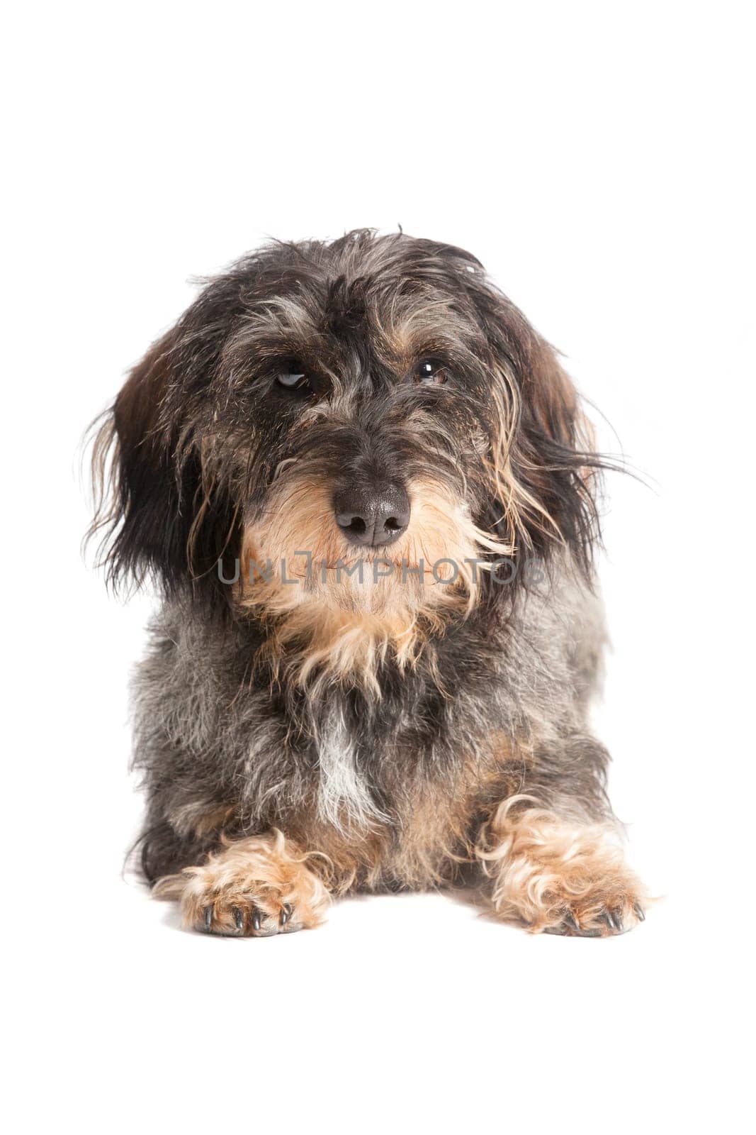 a small rough-haired dachshund exposed against a white background