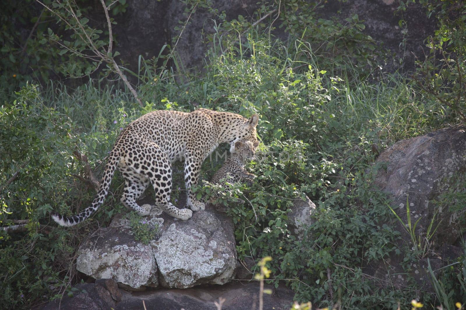 Leopard Kenya Africa savannah wild animal cat mammal