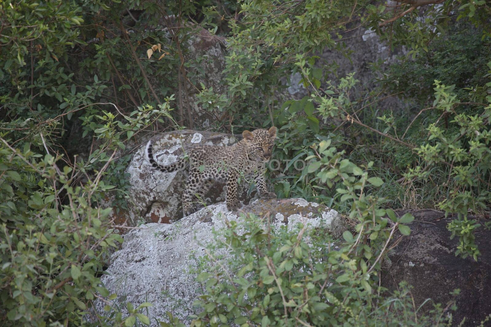 Leopard Kenya Africa savannah wild animal cat mammal