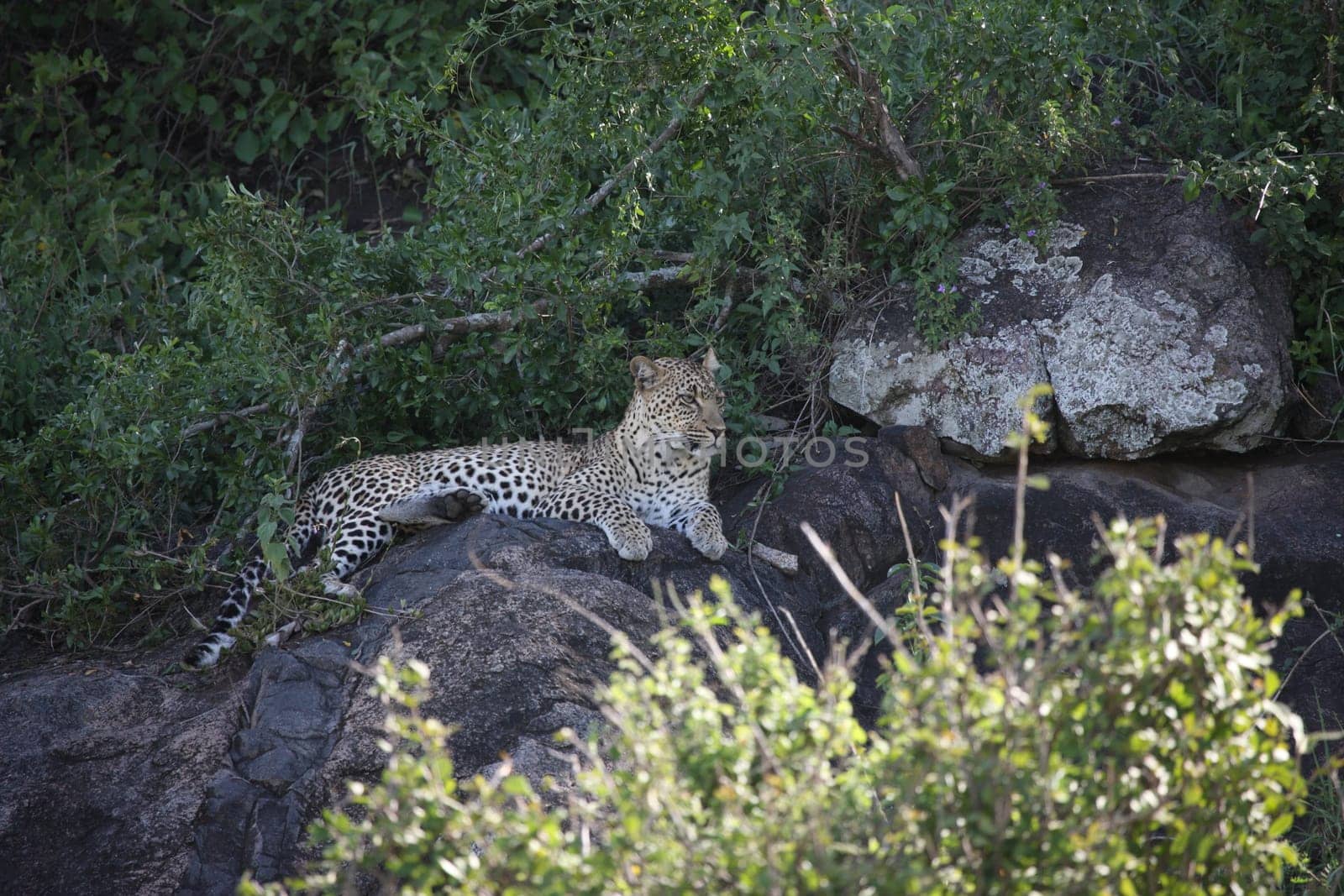 Leopard Kenya Africa savannah wild animal cat mammal