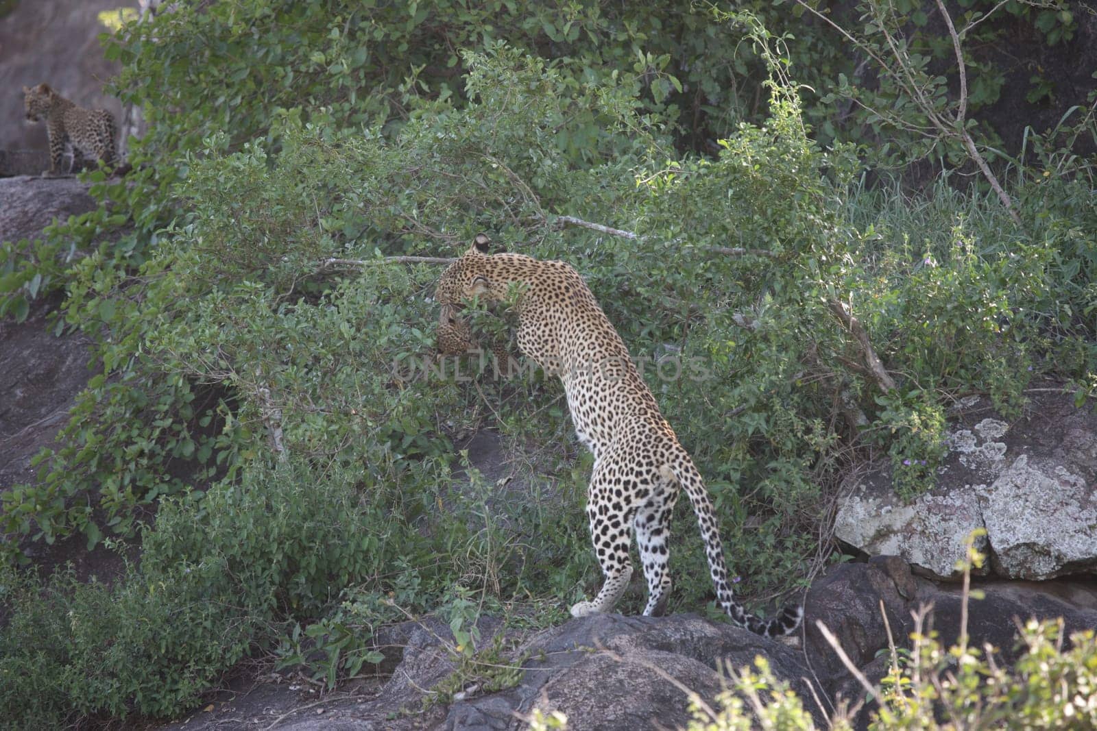 Leopard Kenya Africa savannah wild animal cat mammal