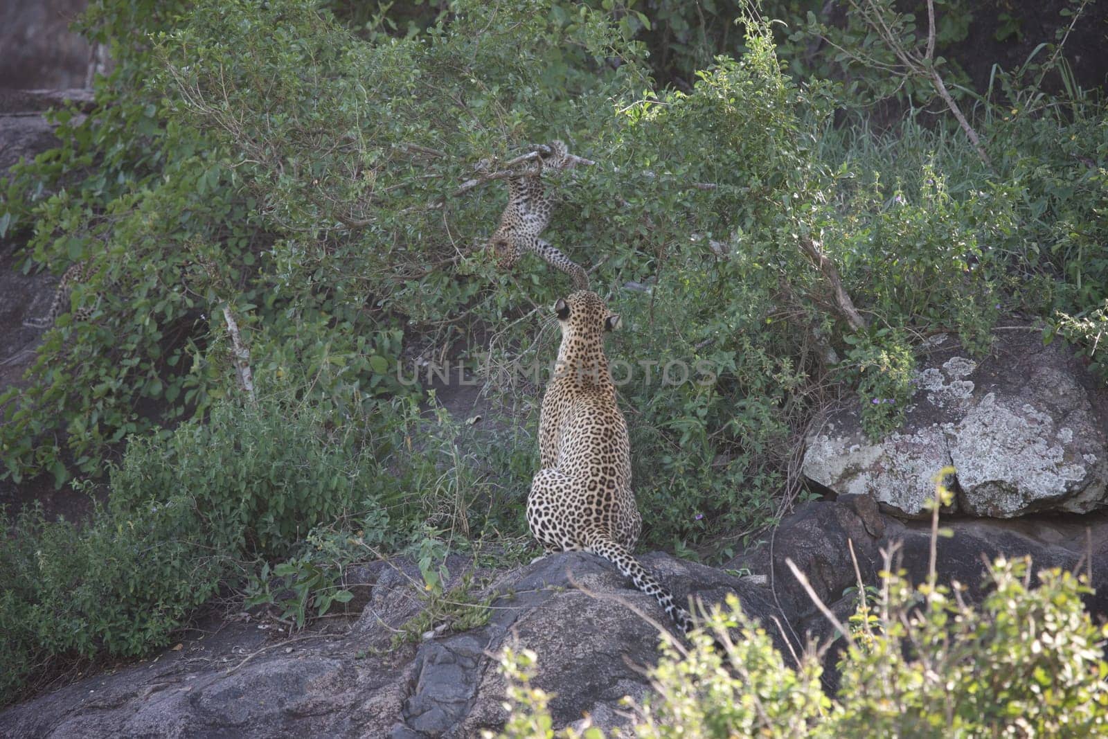 Leopard Kenya Africa savannah wild animal cat mammal