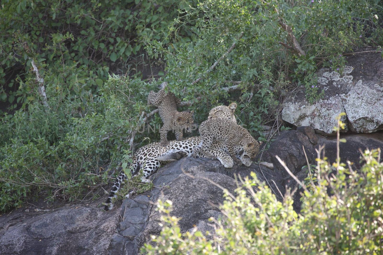 Leopard Kenya Africa savannah wild animal cat mammal