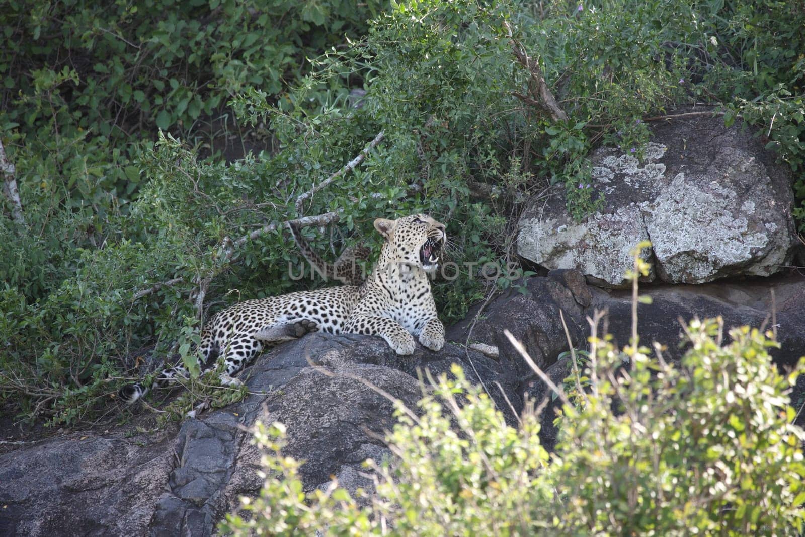 Leopard Kenya Africa savannah wild animal cat mammal