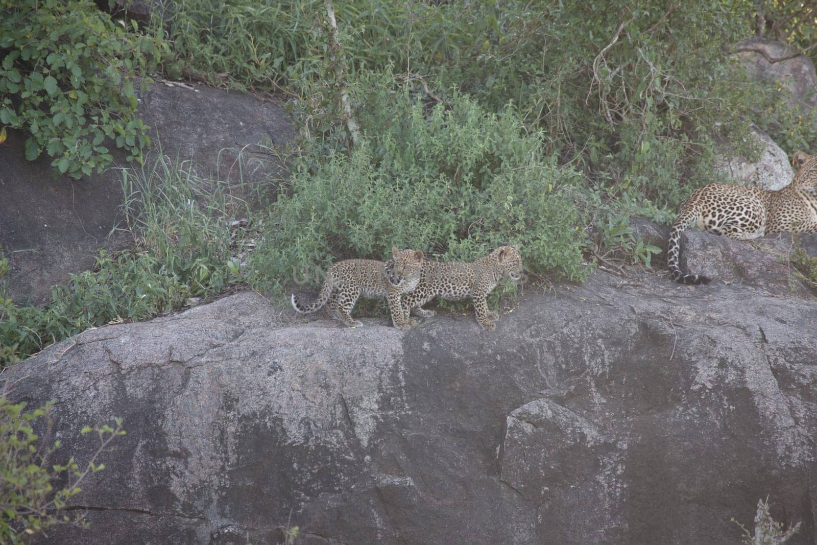 Leopard Kenya Africa savannah wild animal cat mammal