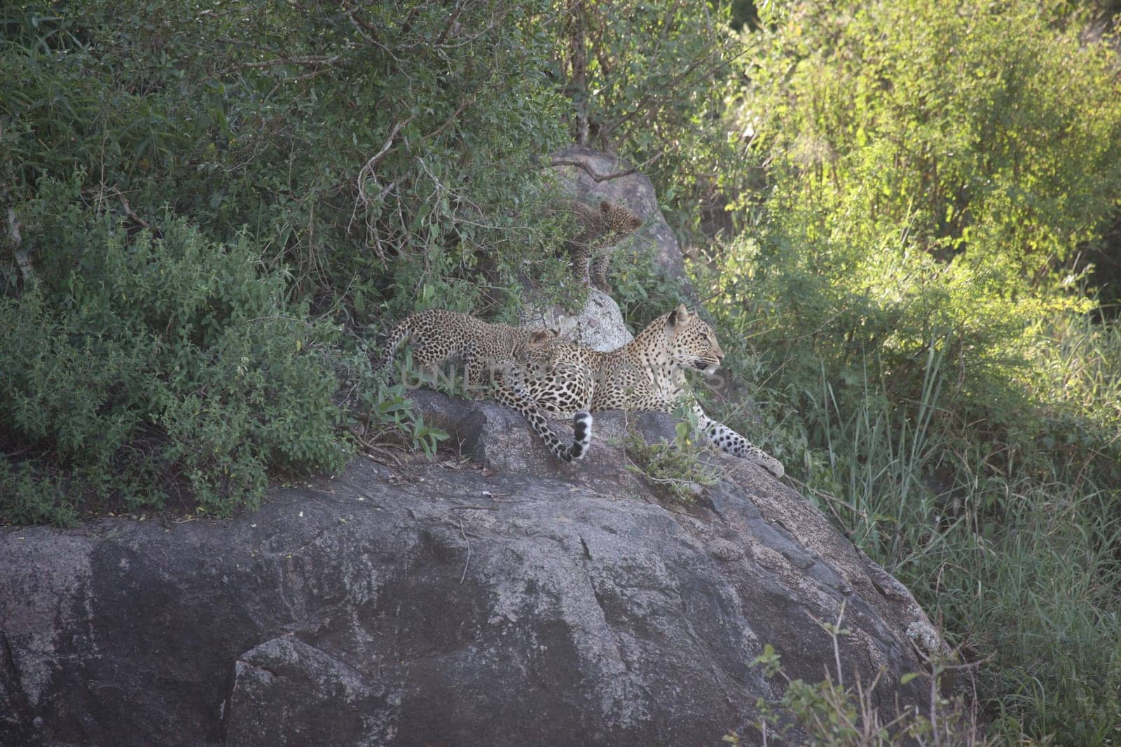 Leopard Kenya Africa savannah wild animal cat mammal