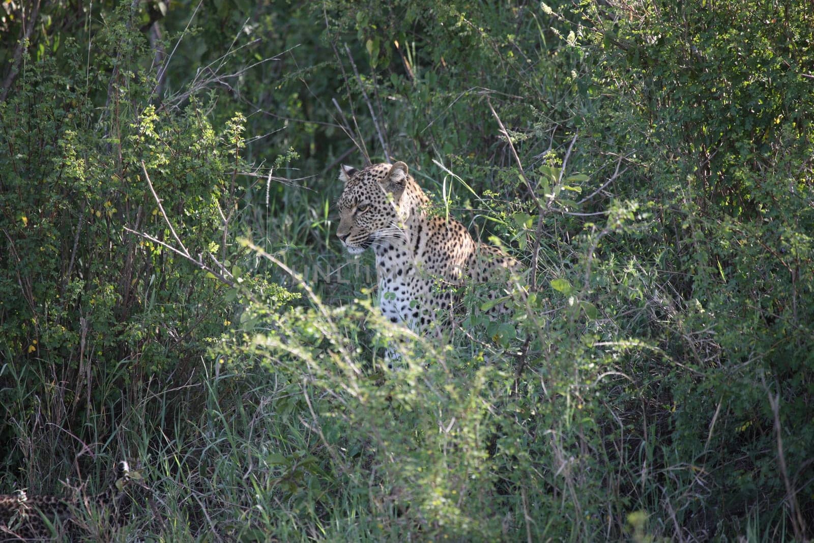 Leopard Kenya Africa savannah wild animal cat mammal