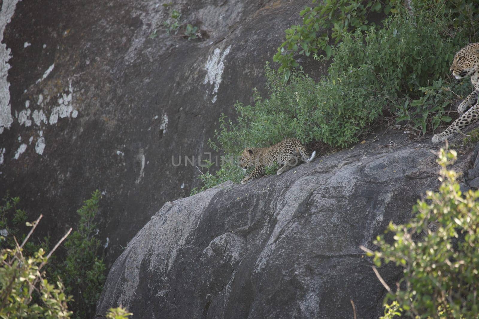 Leopard Kenya Africa savannah wild animal cat mammal