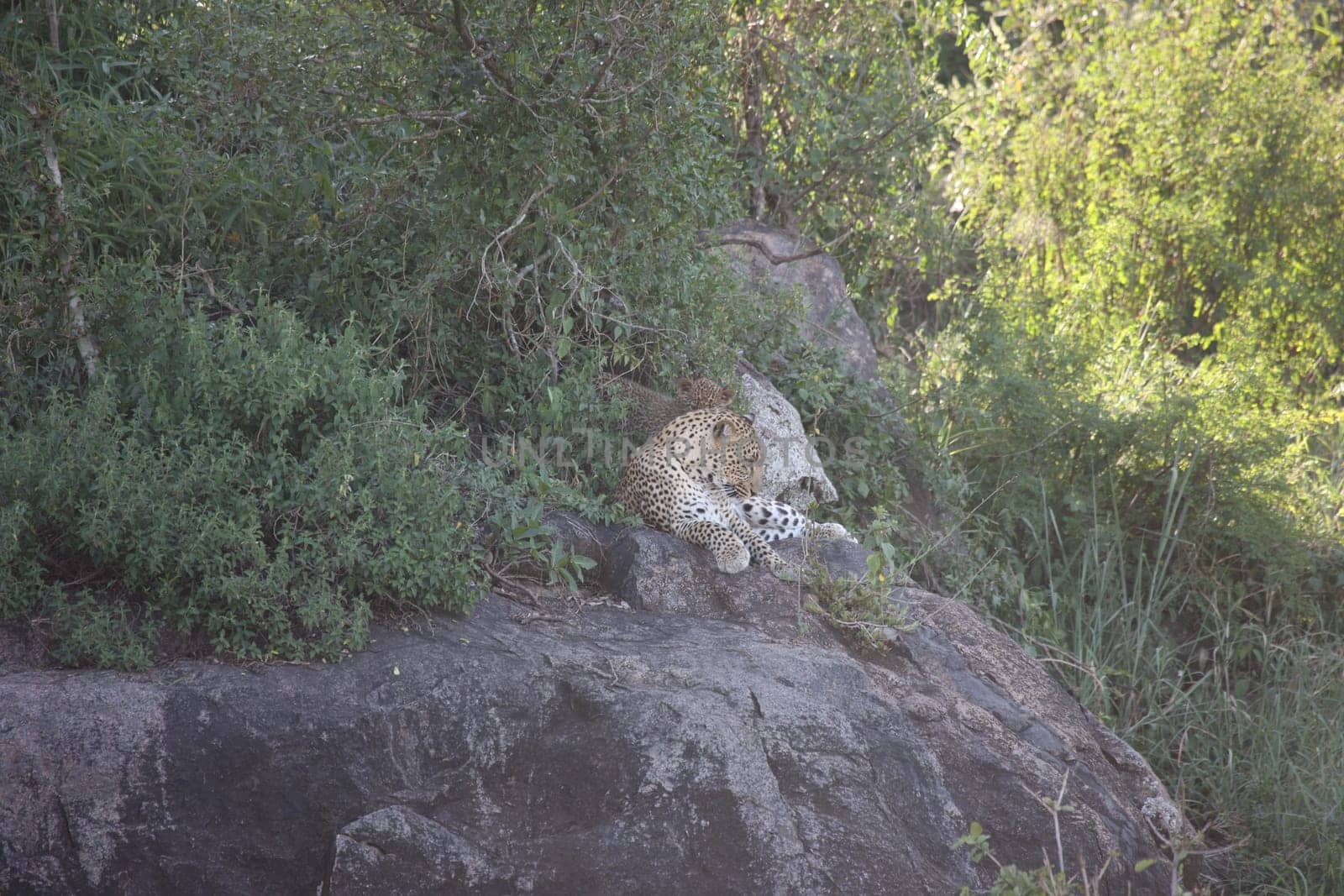 Leopard Kenya Africa savannah wild animal cat mammal