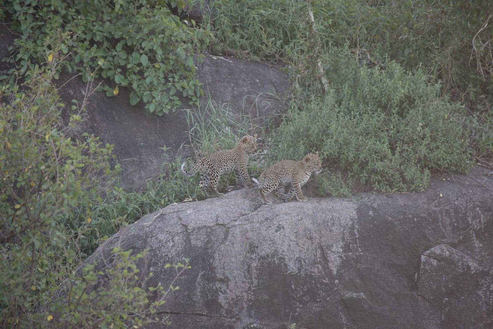Leopard Kenya Africa savannah wild animal cat mammal