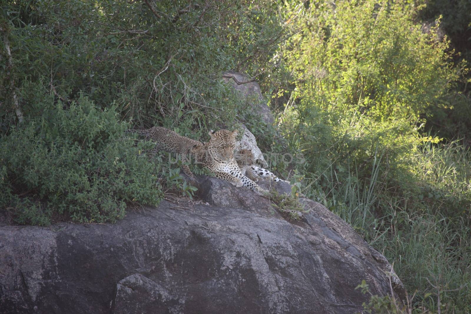Leopard Kenya Africa savannah wild animal cat mammal
