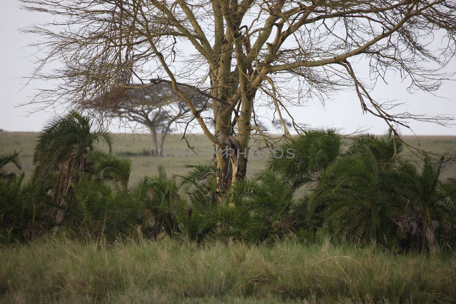Leopard Kenya Africa savannah wild animal cat mammal