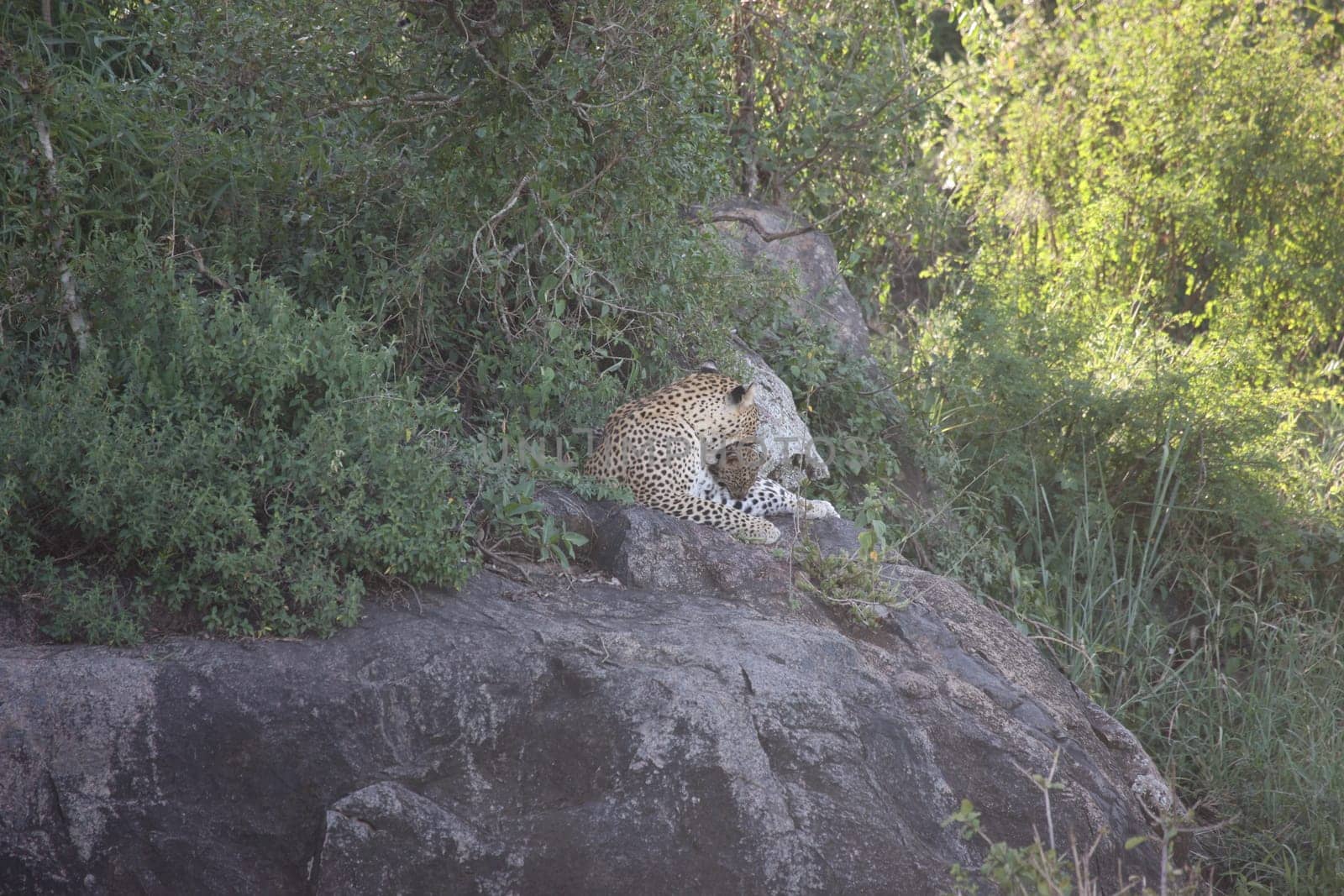 Leopard Kenya Africa savannah wild animal cat mammal