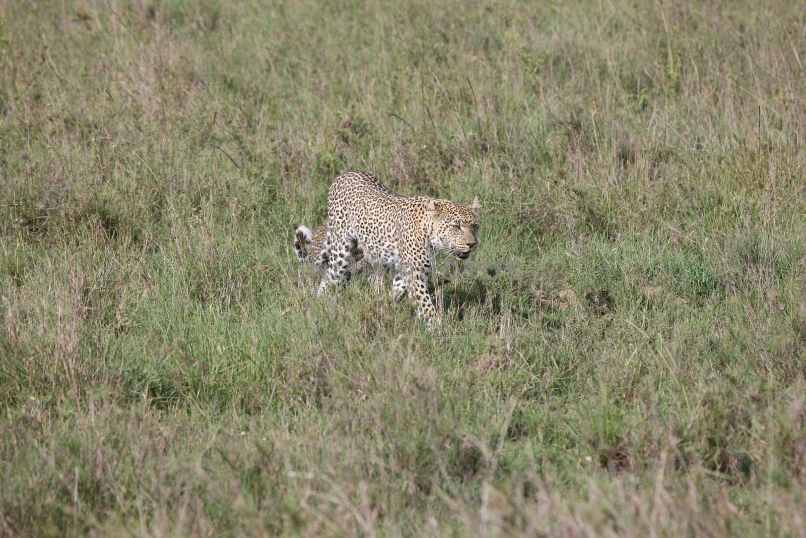 Leopard Kenya Africa savannah wild animal cat mammal