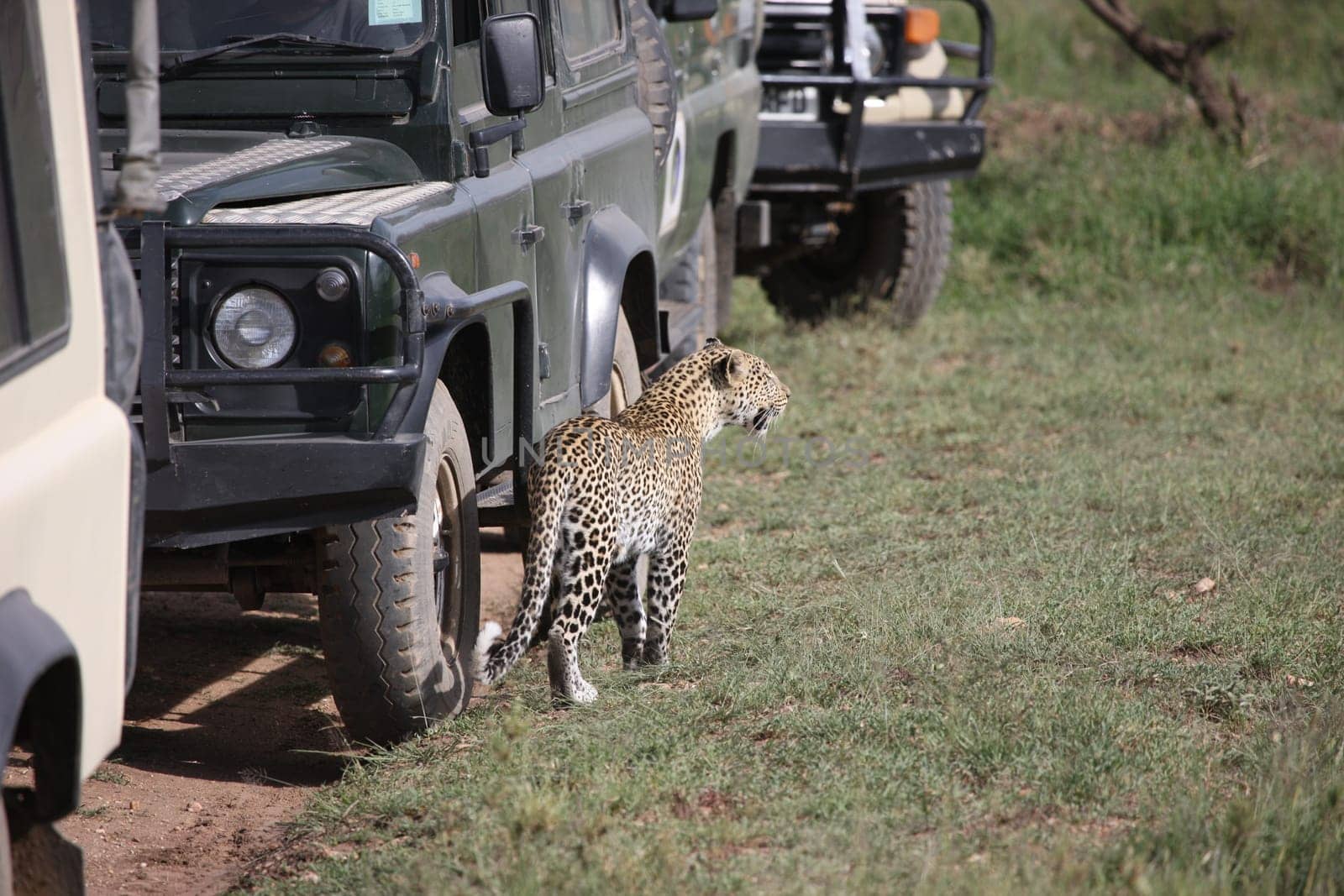 Leopard Kenya Africa savannah wild animal cat mammal