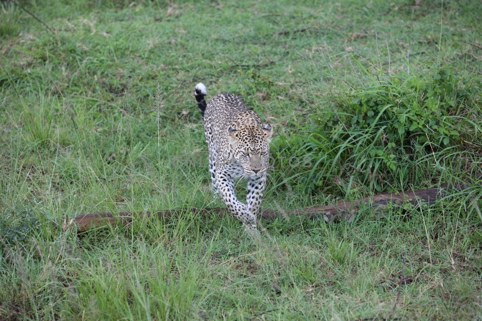 Leopard Kenya Africa savannah wild animal cat mammal