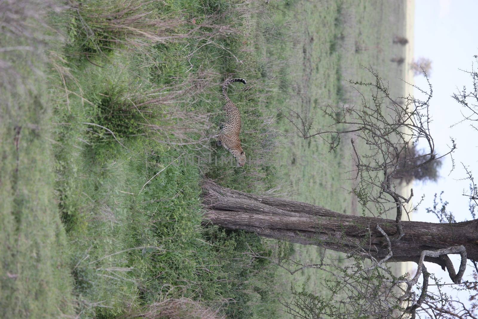 Leopard Kenya Africa savannah wild animal cat mammal