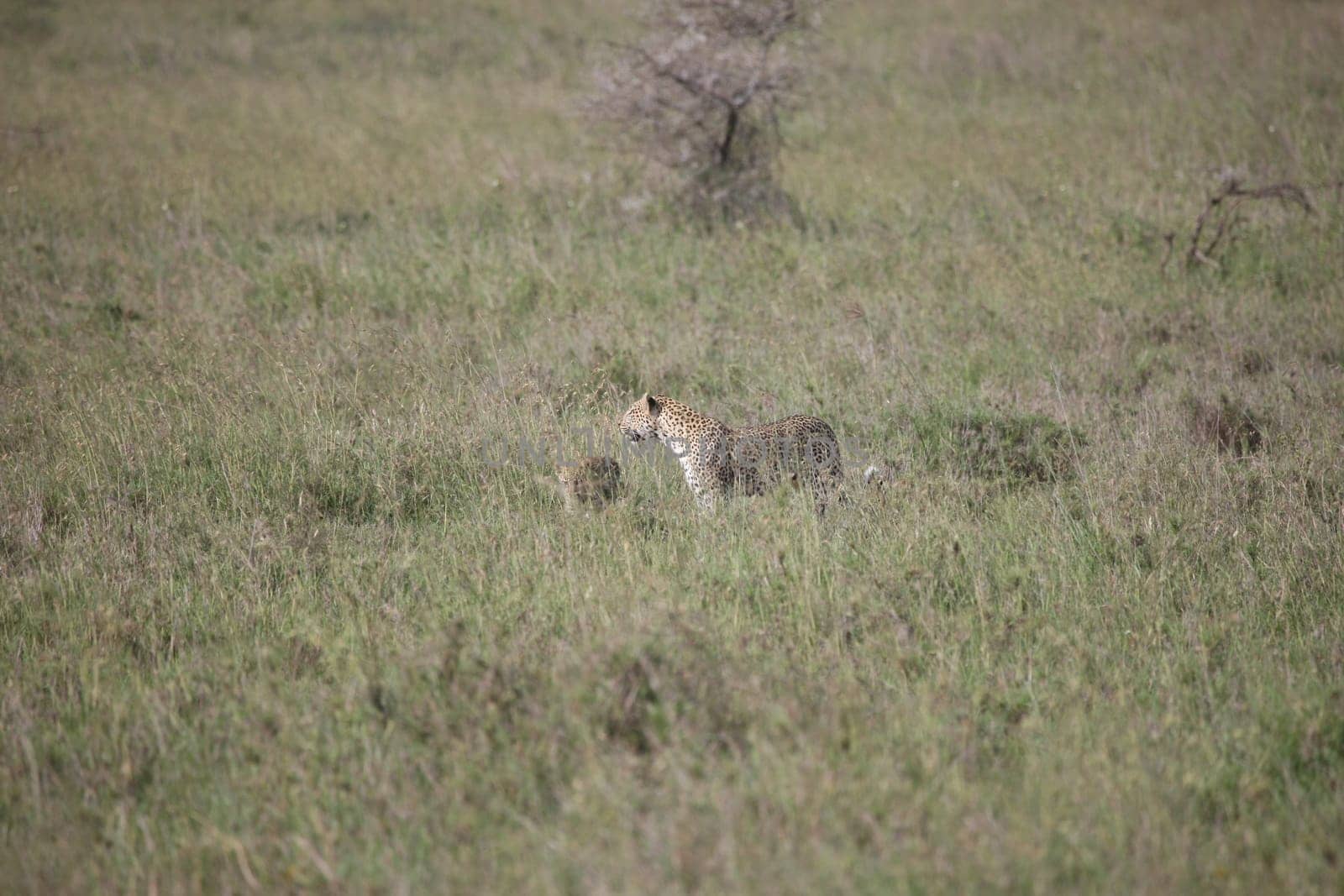 Leopard Kenya Africa savannah wild animal cat mammal