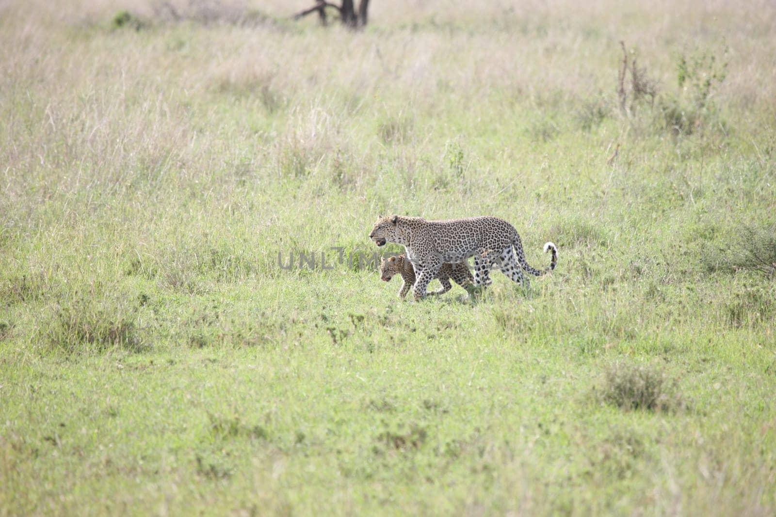 Leopard Kenya Africa savannah wild animal cat mammal