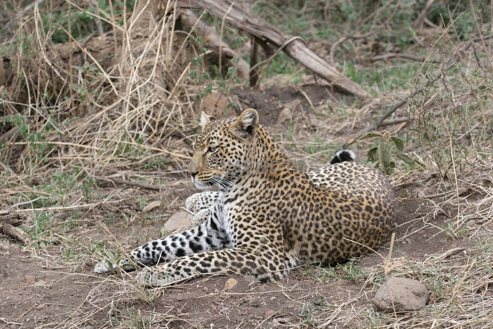 Leopard Kenya Africa savannah wild animal cat mammal