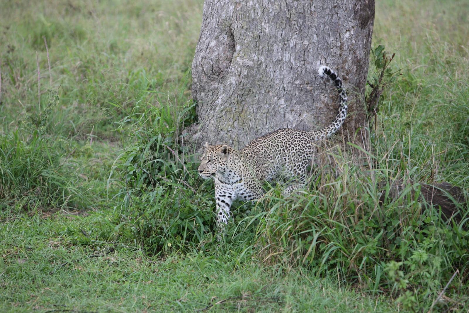 Leopard Kenya Africa savannah wild animal cat mammal