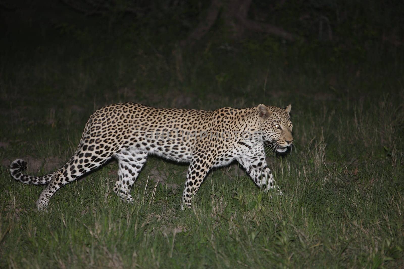 Leopard Kenya Africa savannah wild animal cat mammal