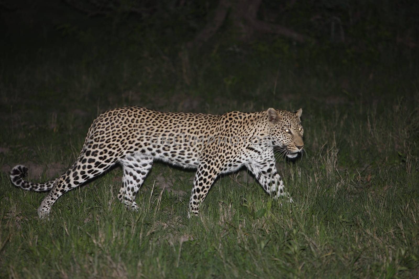 Leopard Kenya Africa savannah wild animal cat mammal