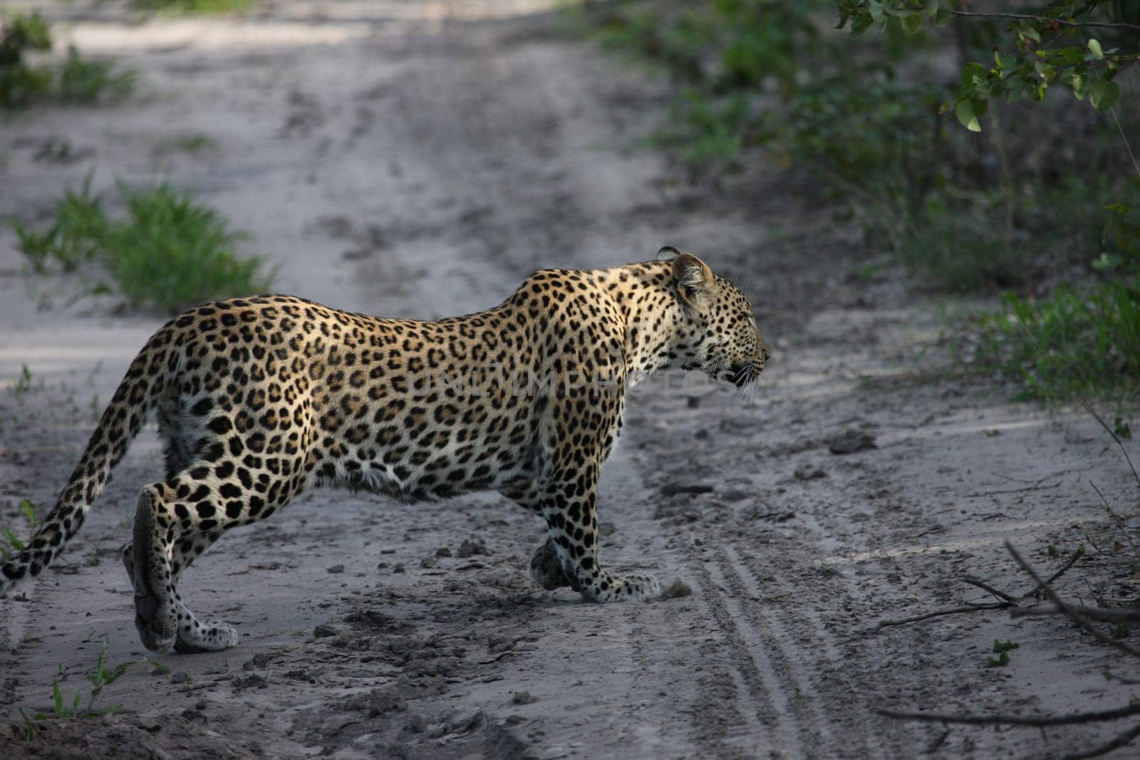 Leopard Kenya Africa savannah wild animal cat mammal