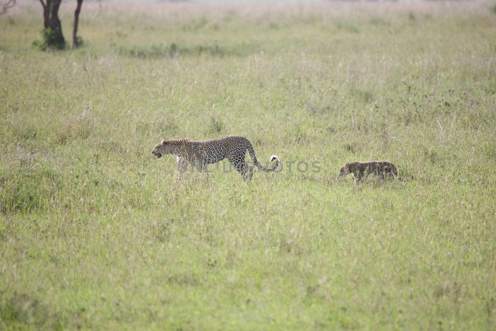 Leopard Kenya Africa savannah wild animal cat mammal