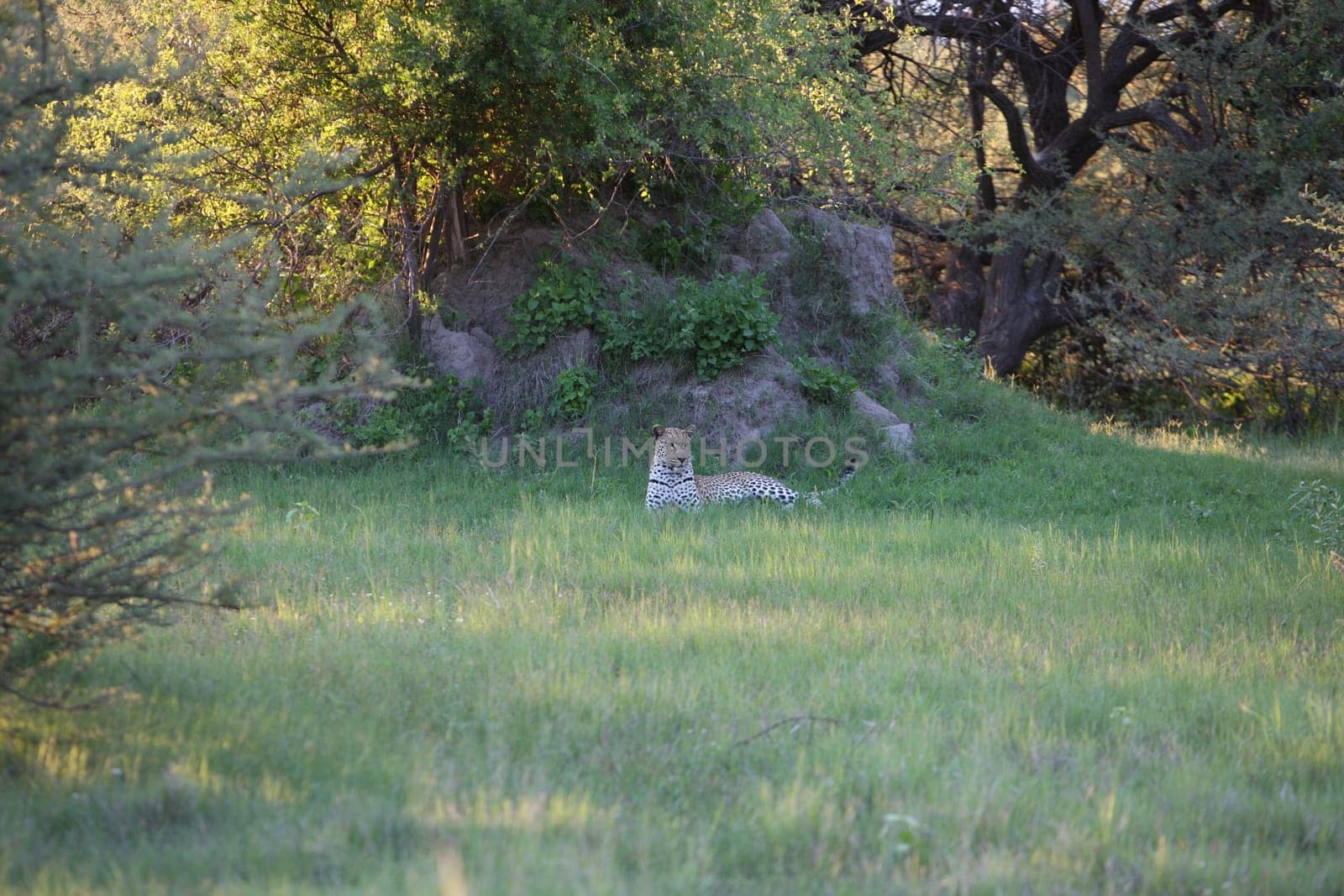 Leopard Kenya Africa savannah wild animal cat mammal