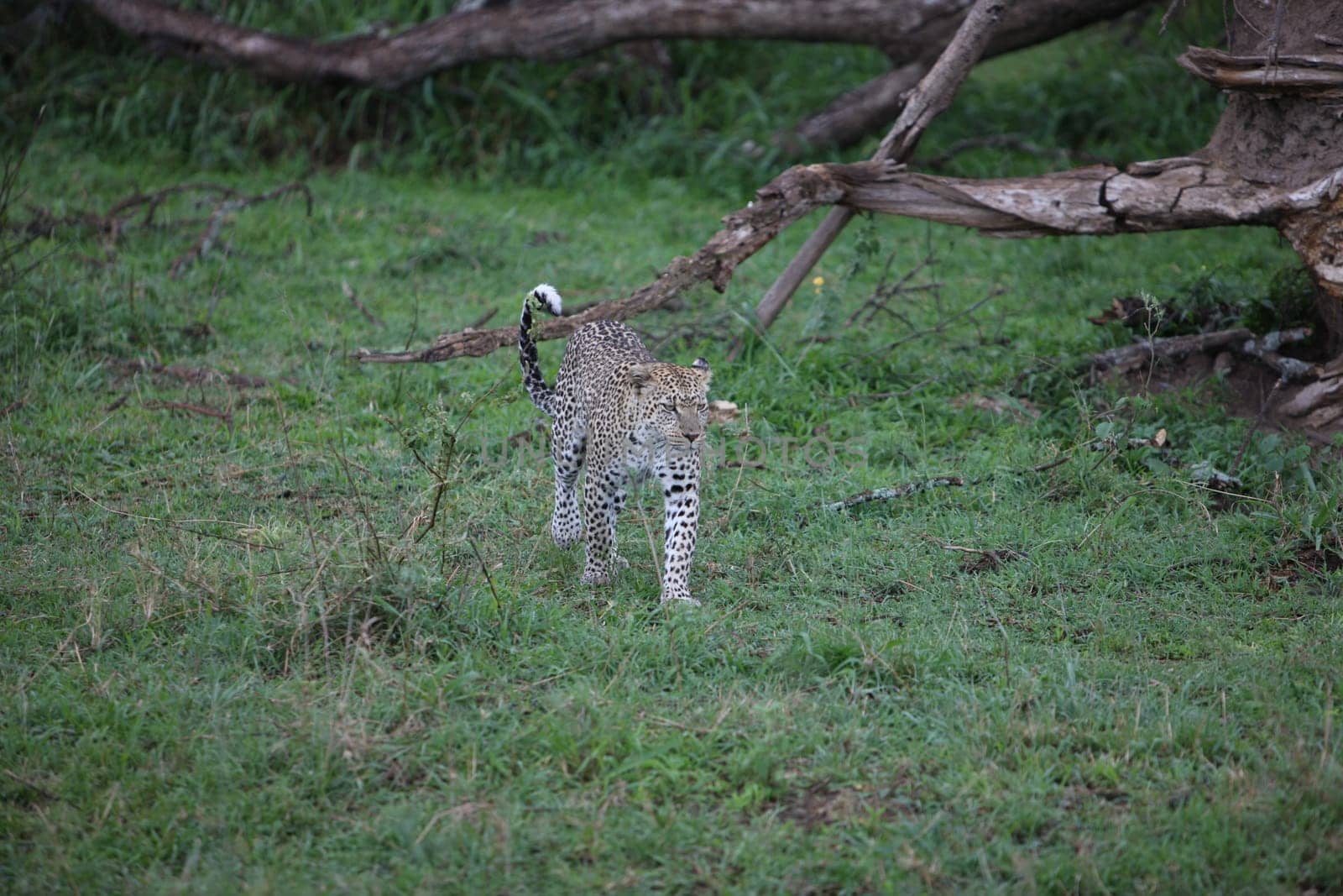 Leopard Kenya Africa savannah wild animal cat mammal